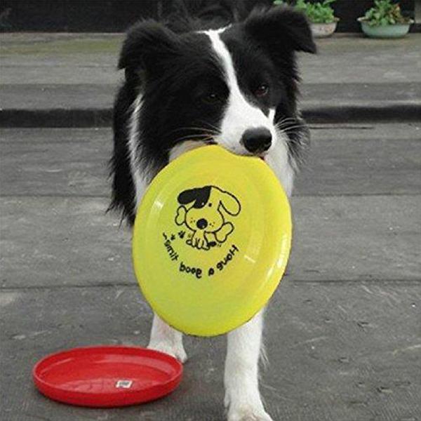 Pet Training Standard Frisbee