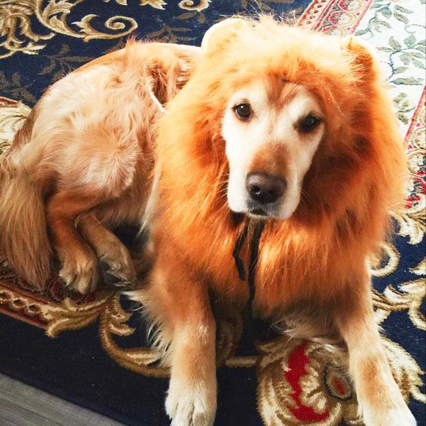 Pet Dog Lion Wig
