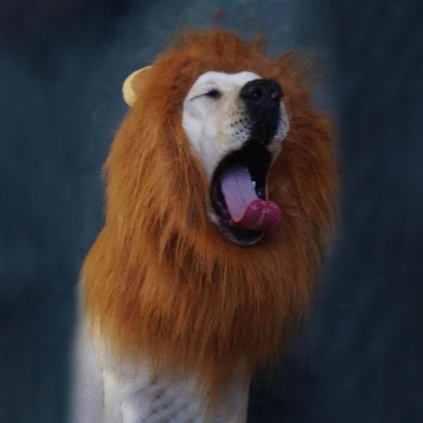 Pet Dog Lion Wig