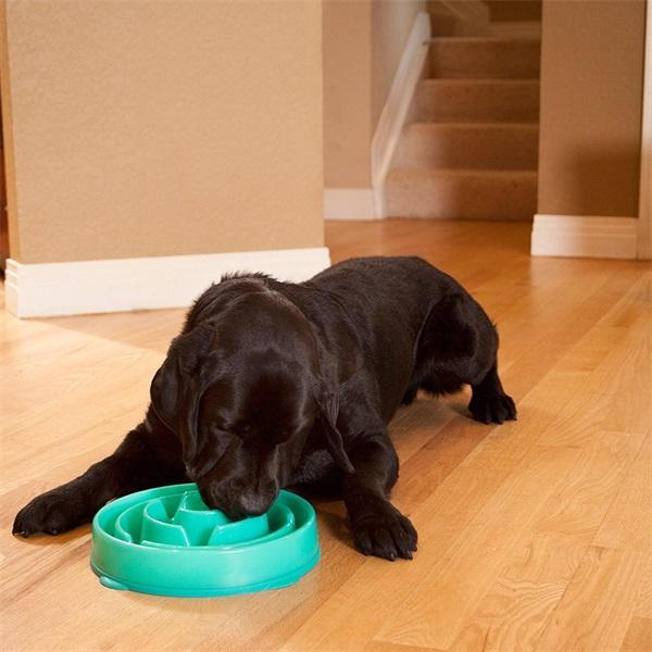 Slow Feed Pet Dog Bowl
