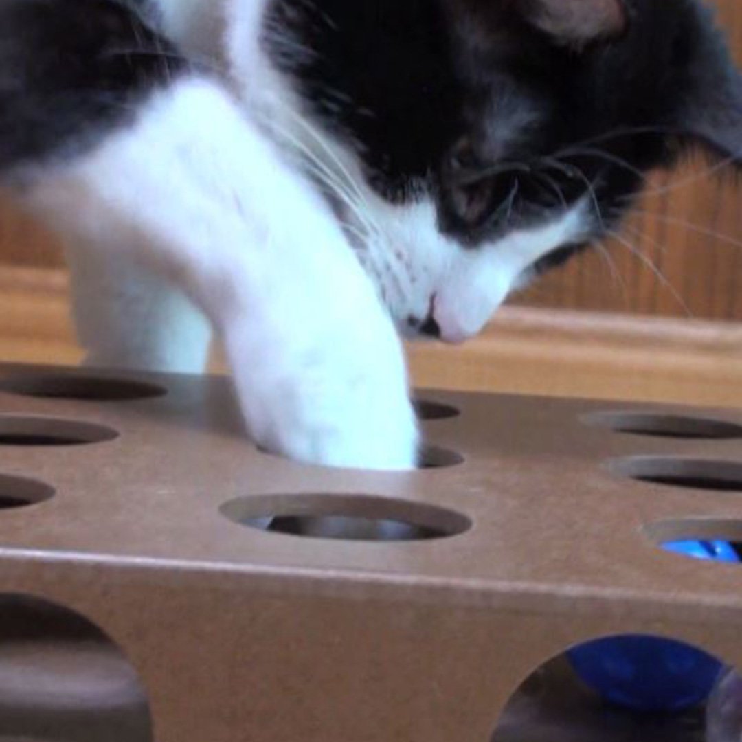 Cat Catching Toy