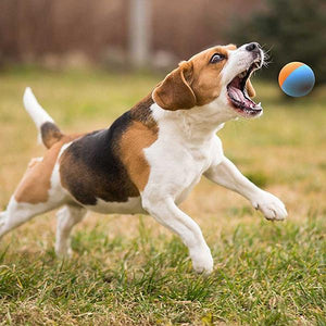 Rubber Dog Ball