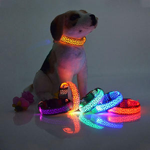 LED Dog Collar