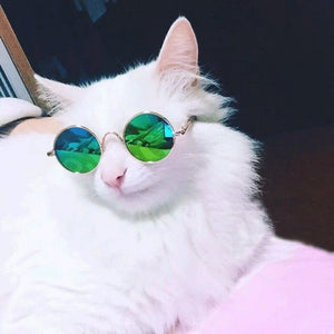 Pet Sunglasses