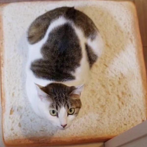 Simulated Toast Sliced Pet Cushion