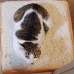 Simulated Toast Sliced Pet Cushion