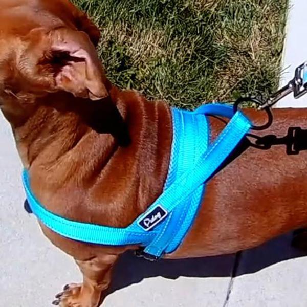 Quick Fit Adjustable Dog Harness