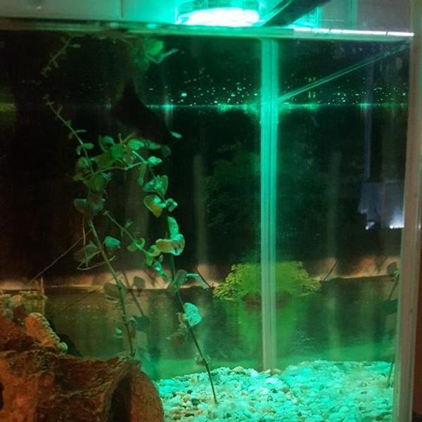 Submersible LED Lights-Lights-Prime4Choice.com-Prime4Choice.com